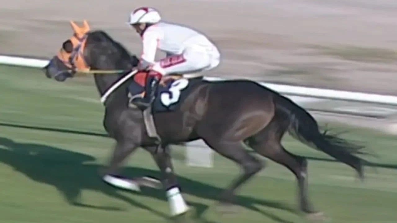 Şampiyon atı kuşbaşı yapıp aşevinde vatandaşa yedirdiler!